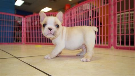 Sort by we have a beautiful litter of kc reg blue sable puppies possibly carrying choc and cream 3 boys 1 girl. Cream French Bulldog Puppies For Sale in Georgia at ...