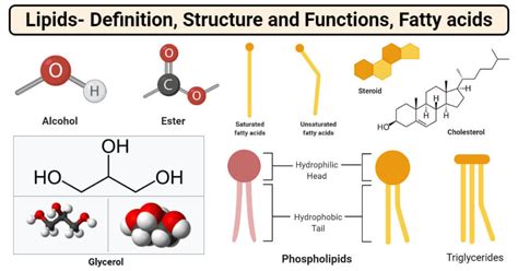 Lipids Definition Structure Types And Functions