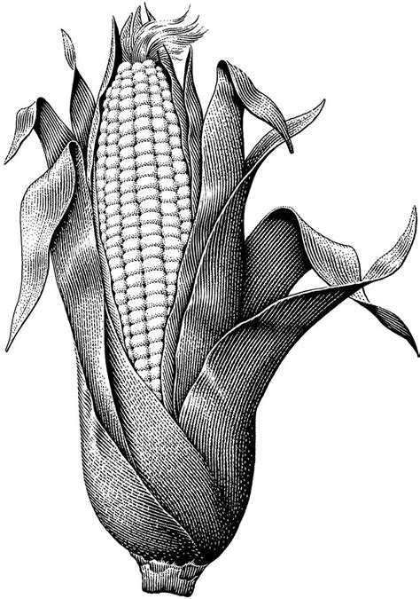 Old Corn Illustration Maiz Dibujo Dibujo A Tinta Arte De Insectos