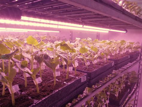 You can use them for any stage of plant growth, and. L-Series - Valoya LED Grow Lights