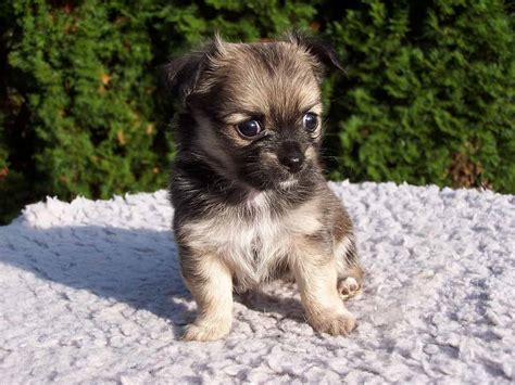 15 Things You Should Know Before Getting A Chihuahua Shih Tzu Mix