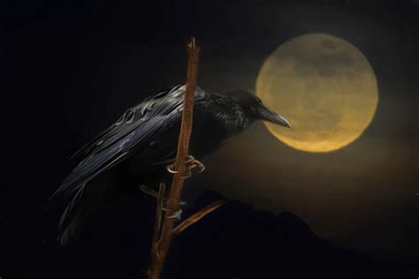 Raven Moon Smithsonian Photo Contest Smithsonian Magazine