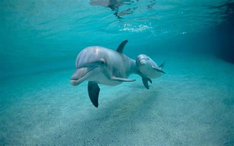 Baby Dolphin Wallpapers Top Free Baby Dolphin Backgrounds