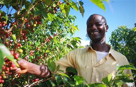 Find the perfect coffee plantation africa stock photos and editorial news pictures from getty images. African Coffee Origins - Weird Brothers Coffee