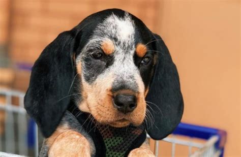 14 Reasons Why Coonhounds Are The Best Dogs Ever Pet Reader