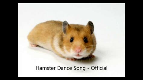 Hamster Dance Song Official Musica Youtube
