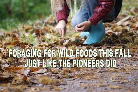 Foraging in november and december: Foraging For Wild Foods This Fall, Just Like The Pioneers ...