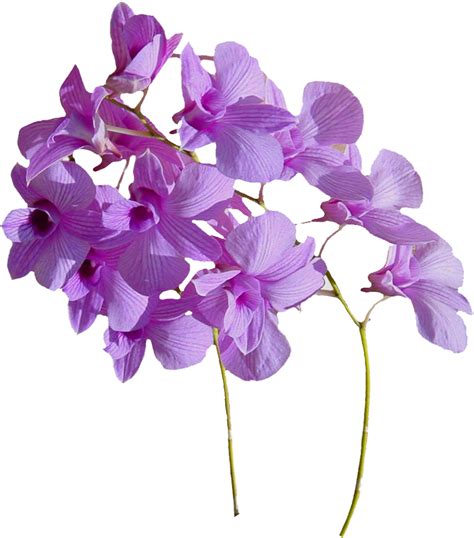 Download High Quality Flower Transparent Real Transparent Png Images