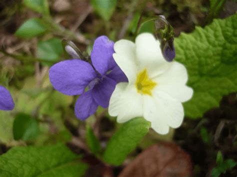 Februarys Birthflowers The Vivacious Violet And The Pristine Primrose
