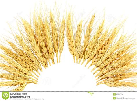 Wheat oats and rye mix. Dry Ears Of Oats Barley Rye Or Wheat Stock Photo - Image of cookies, agriculture: 67927070