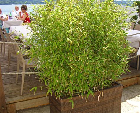 Sichtschutz Aus Bambus Pflanzen Landezumabe