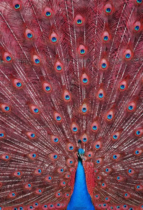 Photo By Michael Fitzsimmons Peacock Images Peacock Peacock Pictures