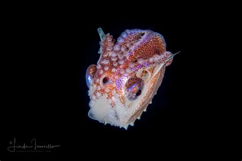 Paper Nautilus Argonaut Pelagic Octopus Female 01232018069