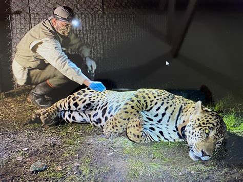 Joker One Of The Largest Jaguars Captured Over 140 Kg In Weight