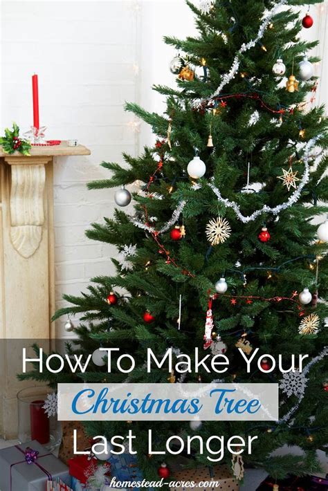 How To Make Your Christmas Tree Last Longer Christmas Tree Water