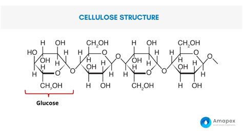 Cellulose Structure