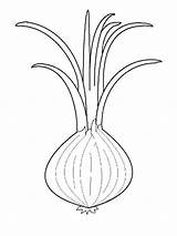 Onion Coloring Vegetables Recommended Mycoloring sketch template