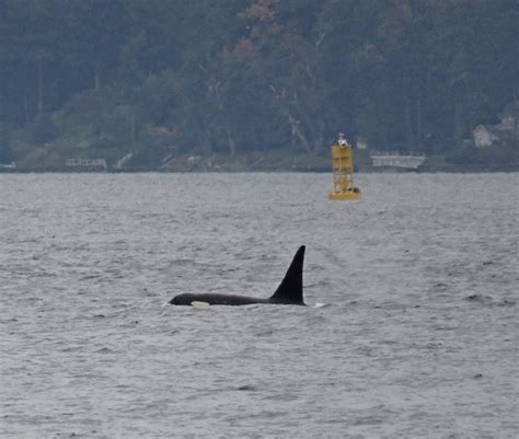 Buzzs Marine Life Of Puget Sound Orcas Humpback Whale Visit Seattle