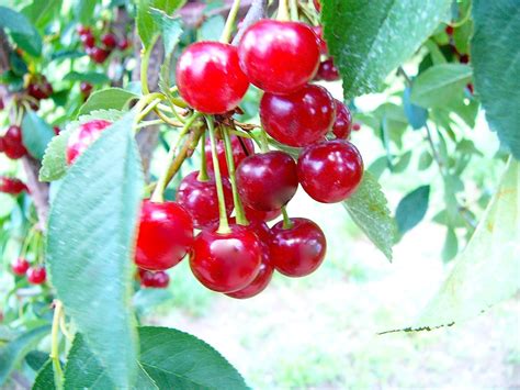 Red Tart Cherries Growing On The Schlueter Cherry Farms L Flickr