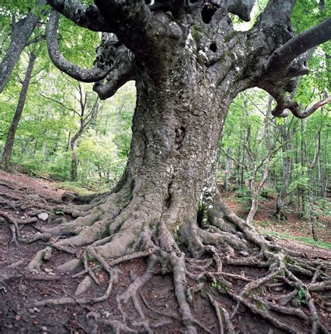 Old Beech Tree Stock Image Image Of Ancient Trunk Rough 14700577