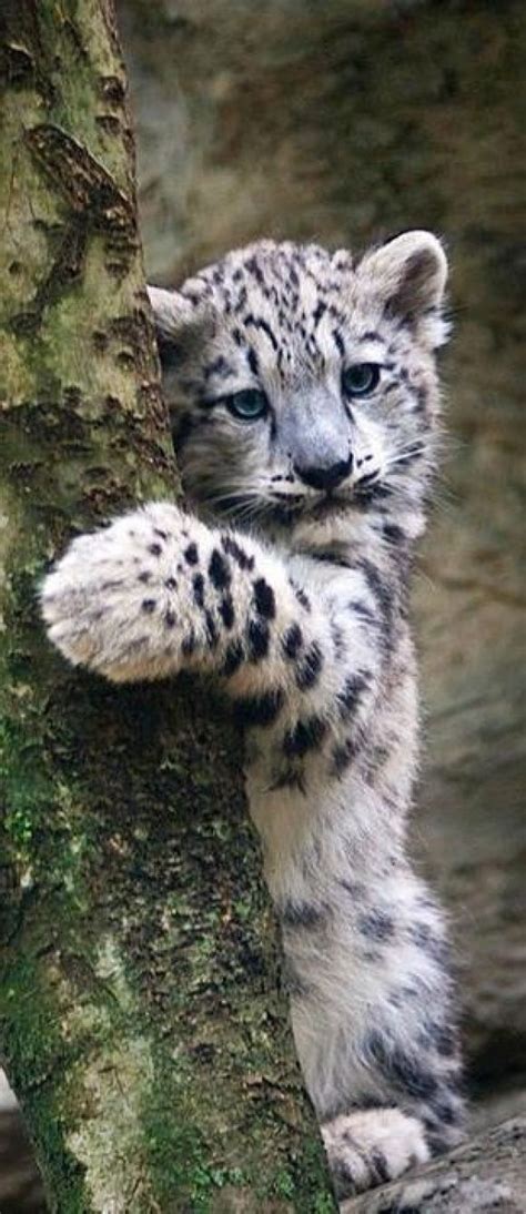 Clouded Leopard Baby Cute Stuff Pinterest