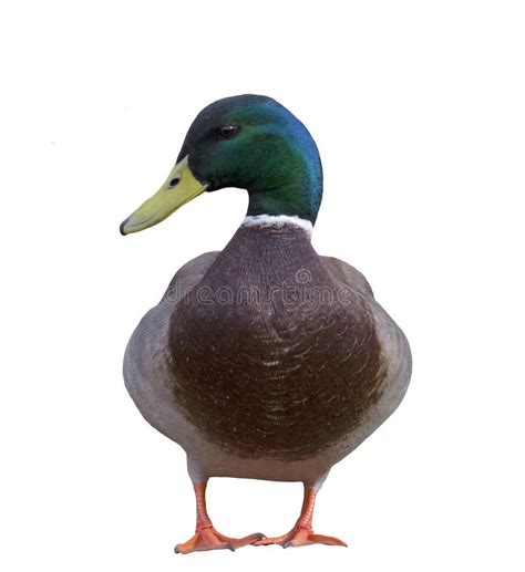 Front View Of A Mallard Duck Stock Photo Image Of Brown Wildlife