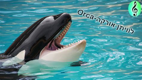 Sound Effect Of Orca Whale Youtube