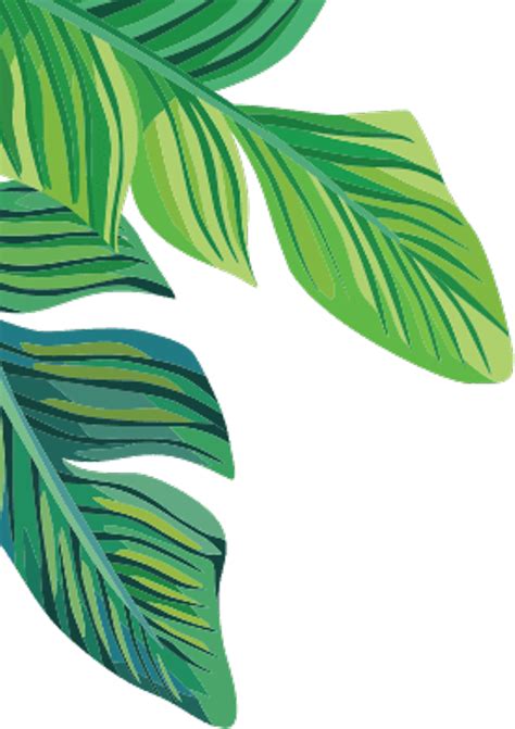 Tropical Plants Banana Leaves Freetoedit - Banana Leaf Transparent Background Clipart - Large ...