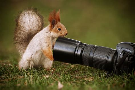 Squirrel Stands On The Ground And Keeps The Camera Lens Stock Image