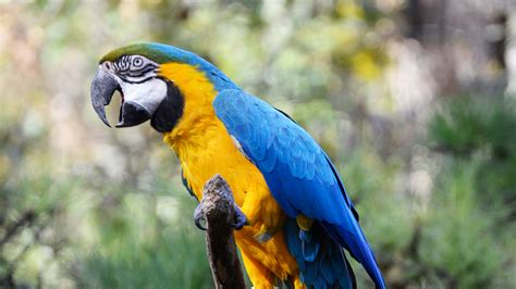 He not only greets visitors as they enter the zoo, he also poses. Blue and Gold Macaw | Elmwood Park Zoo