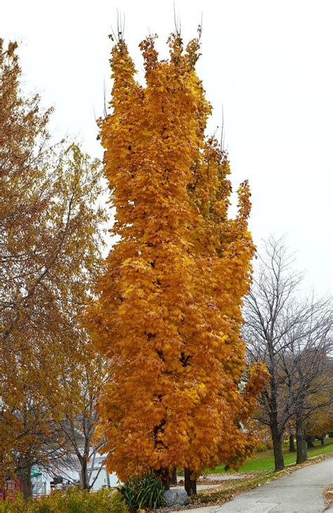 These 15 Maple Trees Will Add Vibrant Color To Your Yard Maple Trees