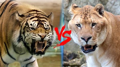 Liger Vs Ngandong Tiger Ngandong Tiger Vs Liger Who Would Win Youtube