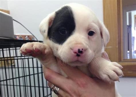 Warrick Humane Society Has 20 Adorable Puppies Up For Adoption