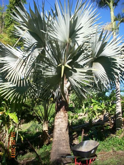 Fattest Trunks Discussing Palm Trees Worldwide Palmtalk
