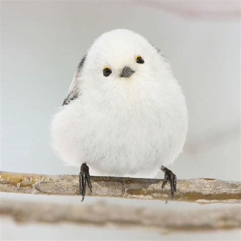北海道に生息する野鳥「シマエナガ」が話題。写真が「可愛い」「癒される」 雪の妖精の魅力とは？