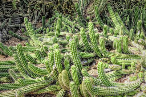 Snake Cactus Photograph By Elisabeth Lucas Pixels