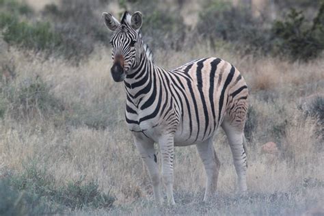 Equus quagga (Quagga Zebra) | Flickr - Photo Sharing!