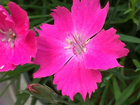 10 Flowering Plants For Dry Gardens
