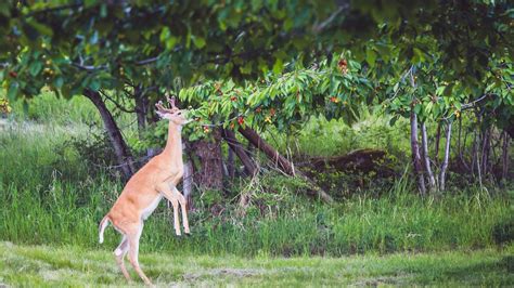 Shrubs that attract birds some of the most popular native shrubs for attracting birds have both dense shrubbery and delicious berries. Deer Resistant Flowering Shrubs Zone 9 : Deer resistant ...