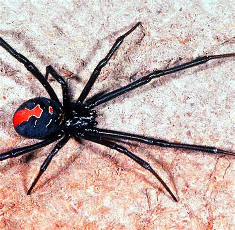 Wiederholt Waffenstillstand Korrekt Tige Spinne Neuseeland Mülleimer