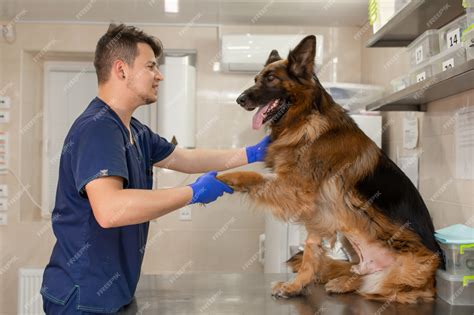 Premium Photo Veterinary Doctor Examining A German Shepherd Dog