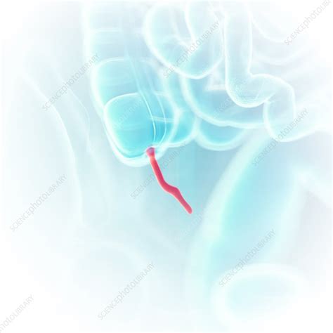 Illustration Of The Appendix Stock Image F0236734 Science Photo