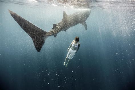 Woman Swimming With Whale Shark By Tyler Stableford