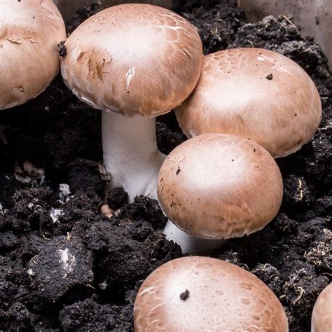 Button Mushroom Brown Agaricus Bisporus Grain Spawn Medicinal