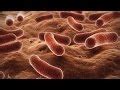 Celestone chronodose is a systemic corticosteroid containing betamethasone. Anti-inflammatoires : traitement, définition - docteurclic.com