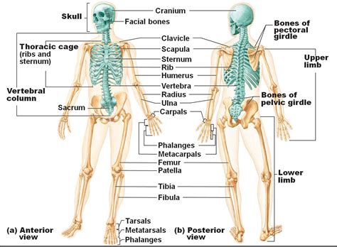 Human Skeletal System Diagram Health Images Reference