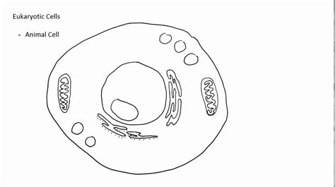 Simple Animal Cell Drawing At Getdrawings Free Download
