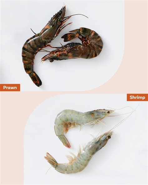Shrimp Vs Prawns Whats The Difference Between Prawn And Shrimp The