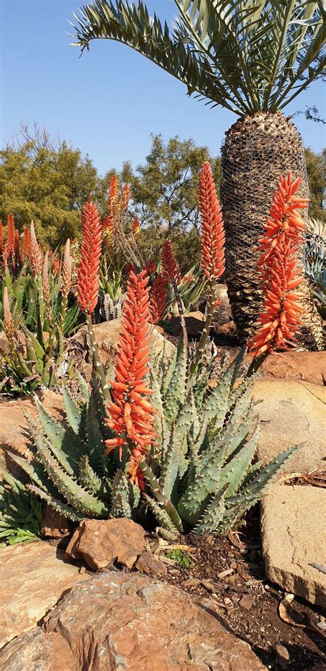 Aloe Hybrid In Flower Johans Hybrids Vaal Retreat July 2019