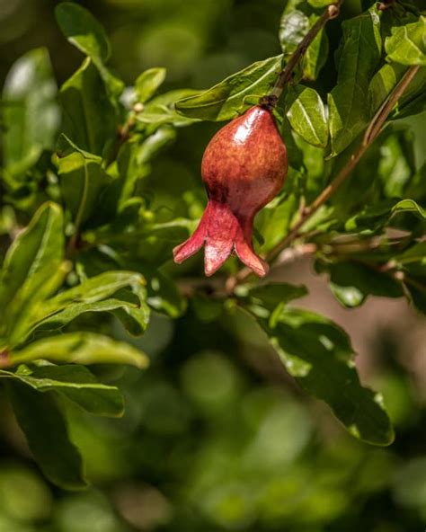 How To Grow Fuji Apple Trees Dengarden Home And Garden